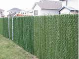 Pictures of Privacy Hedge Slats For Chain Link Fence