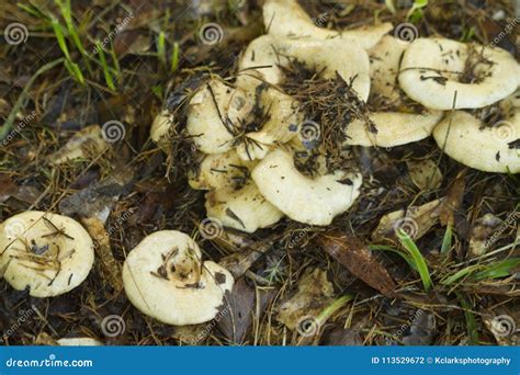 Alabama Wild Milk Mushrooms Lactarius Stock Photo Image Of Leaf