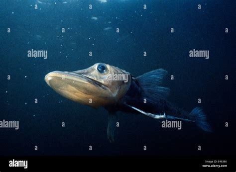 Icefish Chaenocephalus Aceratus Signy Island South Orkney Islands