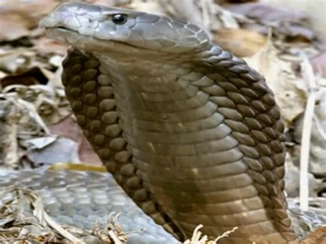 Go Philippines The Philippine Cobra