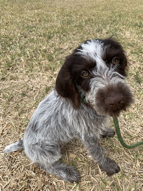The whiskery german wirehaired pointer is an enthusiastic, sweet companion who does best with rigorous activity. German Wirehaired Pointer Puppies For Sale | St. Augustine ...