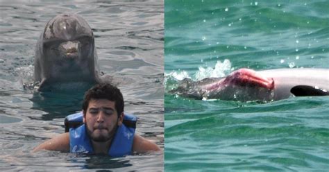 Do Dolphins Really Sexually Assault Other Dolphins And Humans