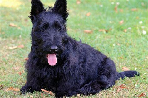 The History Of Scottie Dogs Cuteness Scottish Terrier Puppy