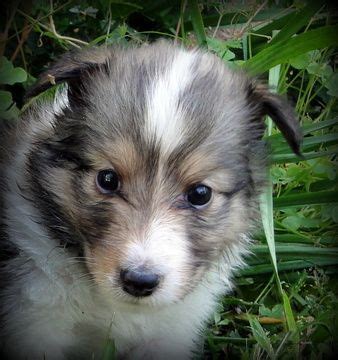 Don't miss what's happening in your neighborhood. Litter of 7 Shetland Sheepdog puppies for sale in STATHAM ...