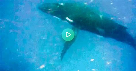 whale penis on imgur