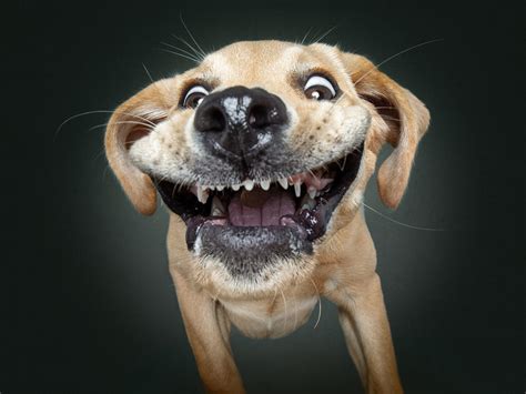 Funny Pictures Of Dogs Catching Treats Funny Png