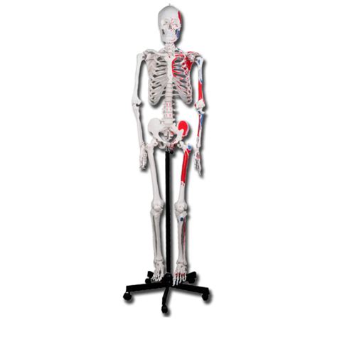 Model Anatomic Schelet Uman 180 Cm Anatomia Omului Produse Medicale
