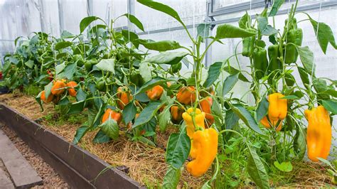 How To Grow Peppers Sod Solutions