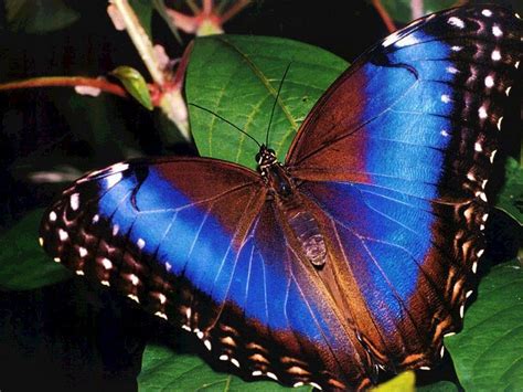 Beautiful Butterflies Most Beautiful Butterfly Beautiful Butterfly