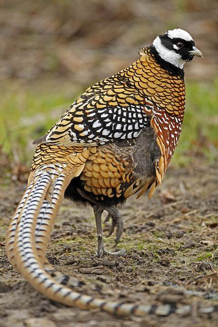 473 Reevess Pheasant Beautiful Birds Exotic Birds Colorful Birds