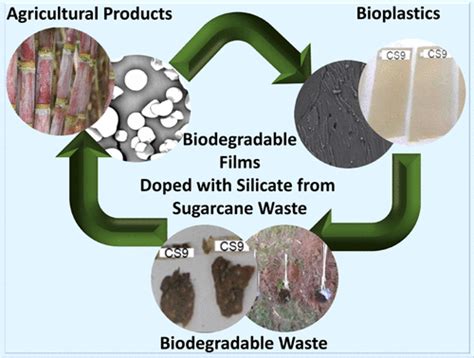 Biodegradable Films Derived From Corn And Potato Starch And Study Of