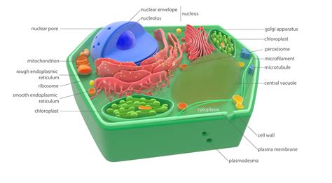 Plant Cell Golgi Body