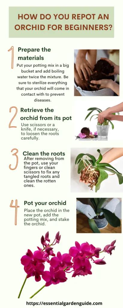 What Type Of Soil Do You Use For Orchids Essential Garden Guide