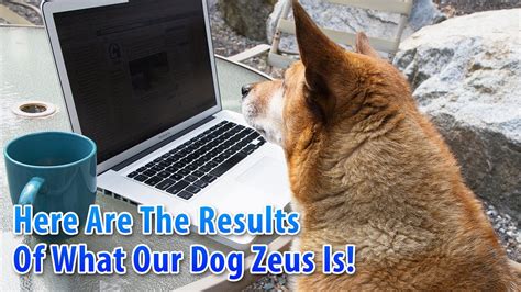 Here Are The Results For What Our Dog Zeus Is Youtube