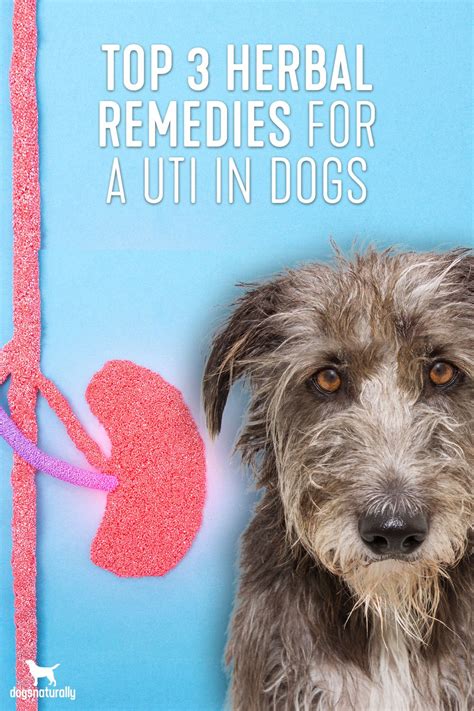5 Natural Remedies For Urinary Tract Infections In Dogs Dog Uti