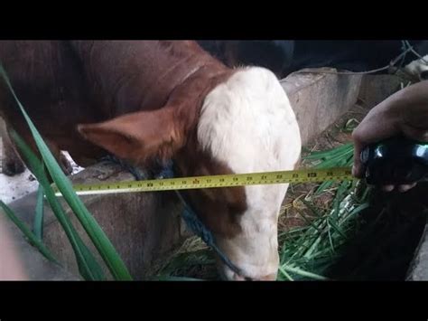 Sapi limosin, sebagai hasil dari lingkungan mereka, berkembang menjadi jenis yang tidak biasa dengan kekokohan, kesehatan, dan kemampuan beradaptasi. Denah Kandang Sapi Limosin / 24 Desain Konstruksi Kandang ...