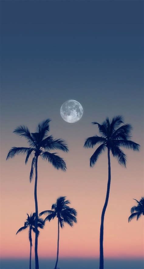 Palm Trees Moon Wallpaper Background Wallpapersbackgrounds Tree