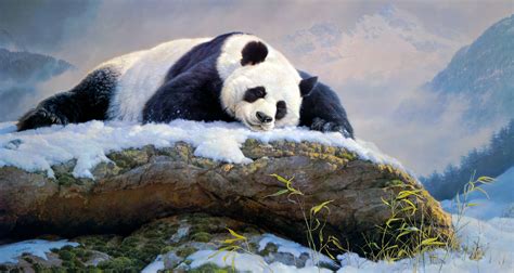 Animal Panda 4k Ultra Hd Wallpaper