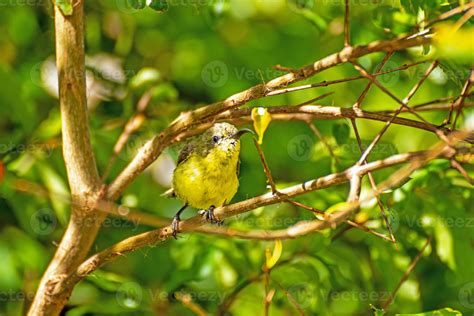 Olive Backed Sunbird Yellow Bellied Sunbird In The Garden 11840475