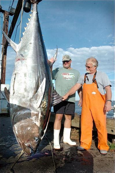 Big Fishes Of The World Tuna Bluefin Thunnus Thynnus