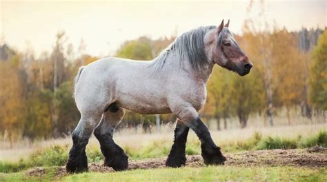 8 Common Work And Draft Horse Breeds Facts Faqs And Pictures