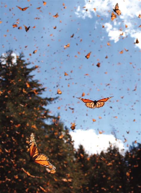 Migrating Monarch Butterflies Danaus Plexippus Travel South For