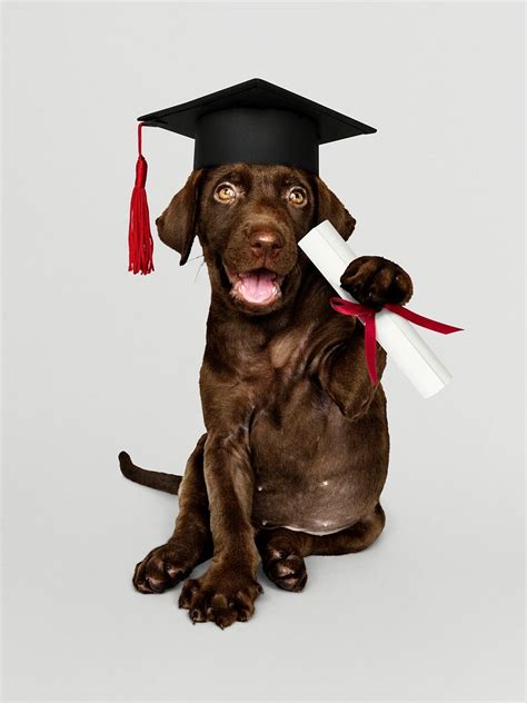 Cute Chocolate Labrador Retriever Graduation Premium Psd Rawpixel