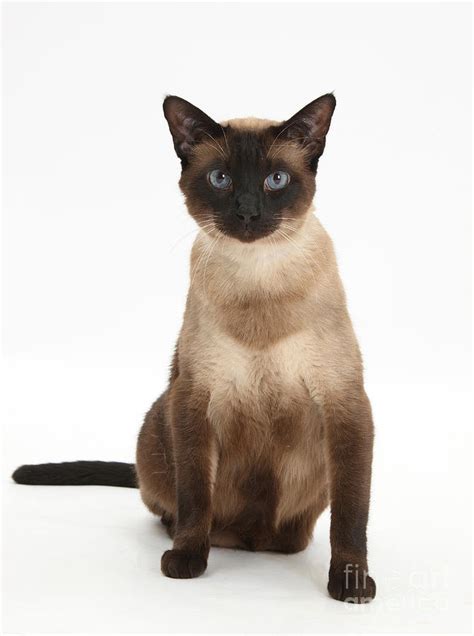 Seal Point Siamese Cat Photograph By Mark Taylor Fine Art America