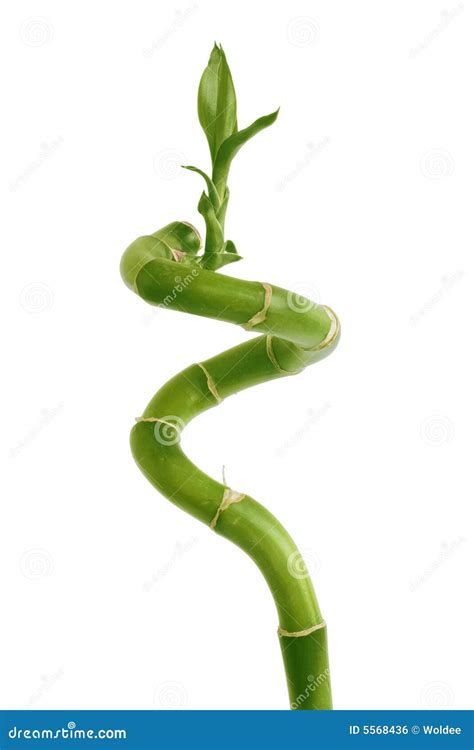 Isolated Green Branch Stock Photo Image Of Object Green 5568436