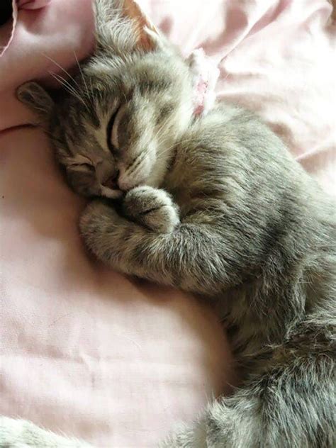 Sleeping Cute Animals Cute Cats Kittens Cutest