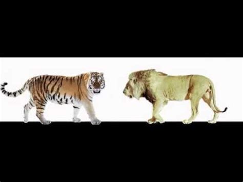 Lion and Tiger Size Comparison Pt 1. - YouTube