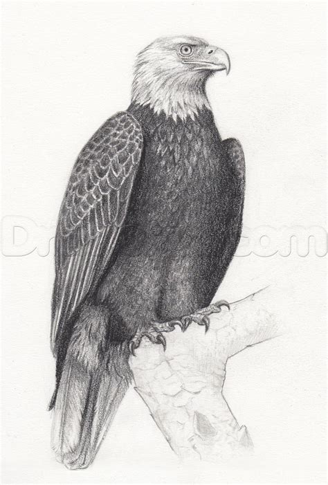 How To Sketch A Bald Eagle Step 12 Eagle Sketch Eagle Drawing Owls