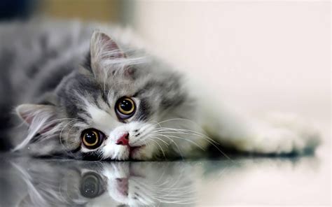 Cat Hd Wallpapers 1080p 64 Images