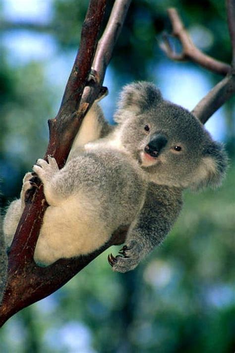 17 Koala Bear Wallpapers Hd Free Download