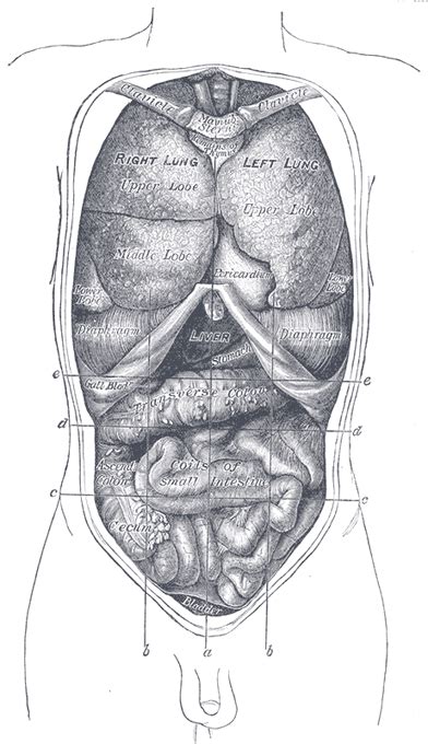 The Abdomen Human Anatomy