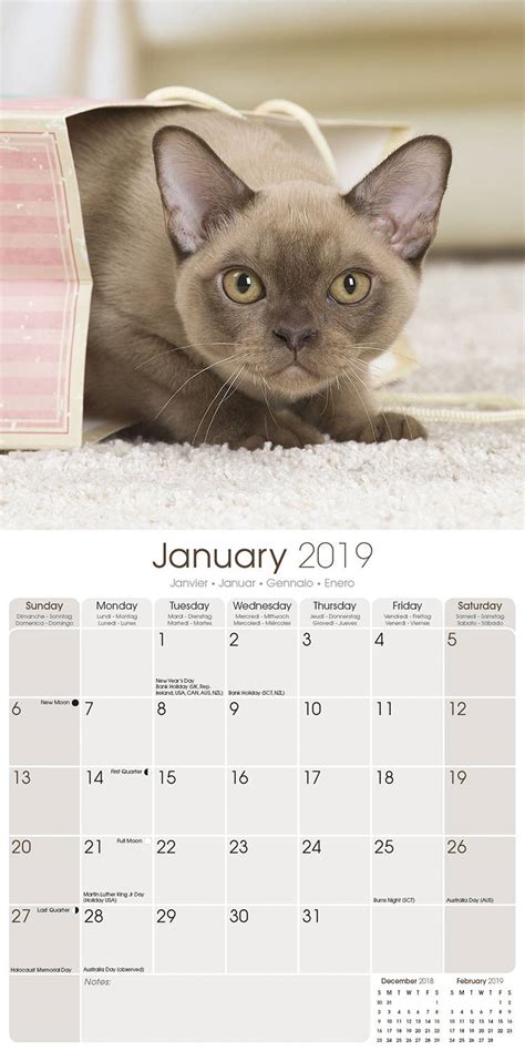 Cats Burmese Calendar Cat Calendars Megacalendars