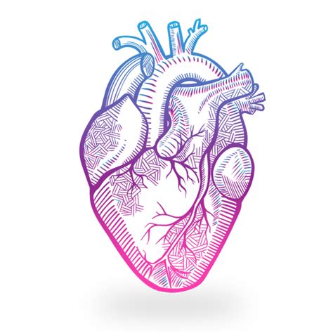 Drawing Human Heart Png