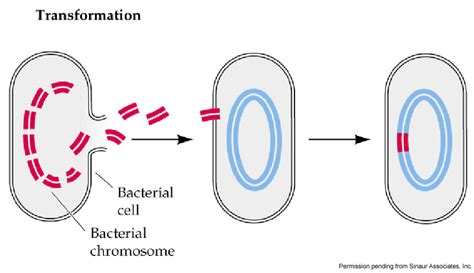 How Is Bacterial Transformation Different From Conjugation And