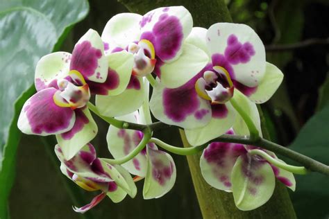 Orchids Conservatory Of Flowers Victorian Greenhouse San F Flickr