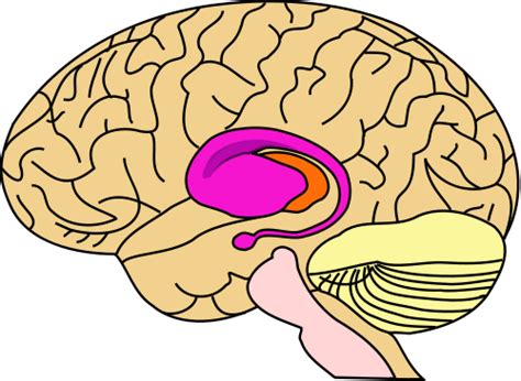 To recognize the principal features of the brainstem that are visible with the unaided eye, including the general location of cranial nerve nuclei and the. Clip Art Nuclei Of The Brain Stem - ClipArt Best