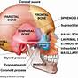 Skull Anatomy Labeling Worksheets