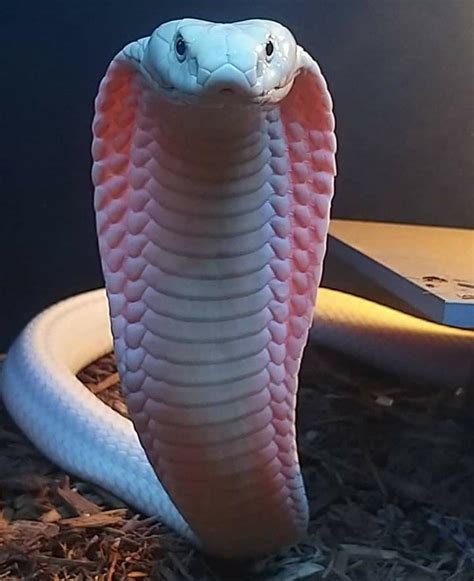 A Leucistic King Cobra Essentially White With Pink Eyes And Is The