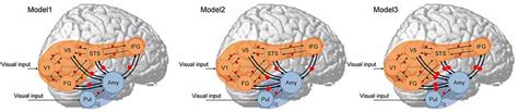 Frontiers Atypical Amygdalaneocortex Interaction During Dynamic