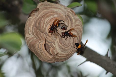 Large Asian Hornet Nests Found In Abandoned House Promoting Fresh Warnings