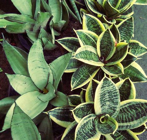 We did not find results for: 26 Best Indoor Plant Philippines - garden plants