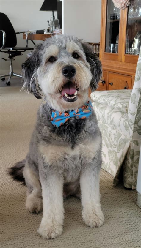 Psbattle Dog In A Bow Tie Rphotoshopbattles