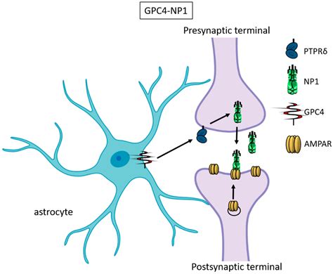 Cells Free Full Text Astrocytic Factors Controlling Synaptogenesis