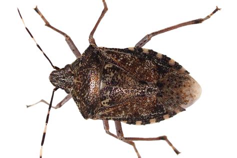 Stink Bugs Quick Facts From Dks Pest Control