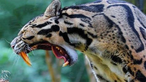 🐆 Clouded Leopard ─ Saber Tooth Cats Still Exist 🐆 Youtube