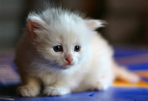 Maybe you would like to learn more about one of these? 150 Gambar Kucing Lucu dan Imut (Anggora, Persia, Maine ...